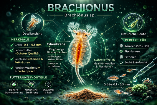 Brachionus - Marine Rädertierchen - Lebende Copepoden