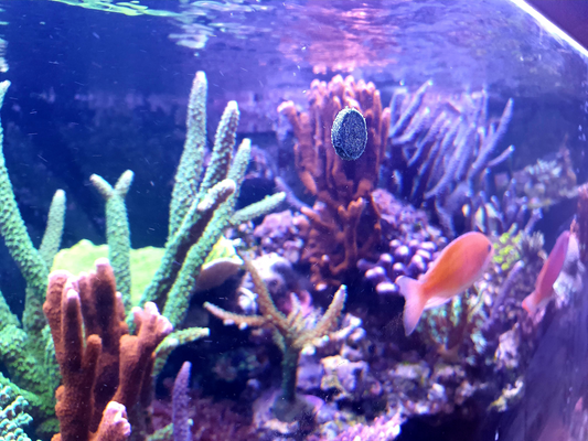 Plankton24 Spirulina TABS -  Premium Hafttabletten mit 20% Spirulina-Anteil – Der Vital-Booster für Ihre Fische