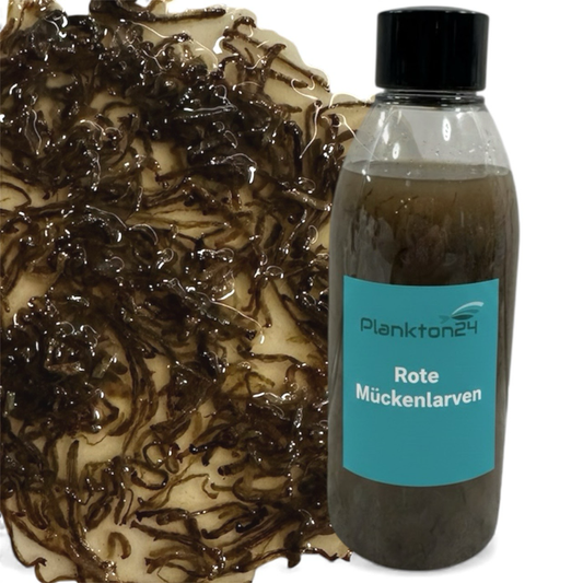 Plankton24 -  Rote Mückenlarven 100 % Bio  | Premium Liquid Food