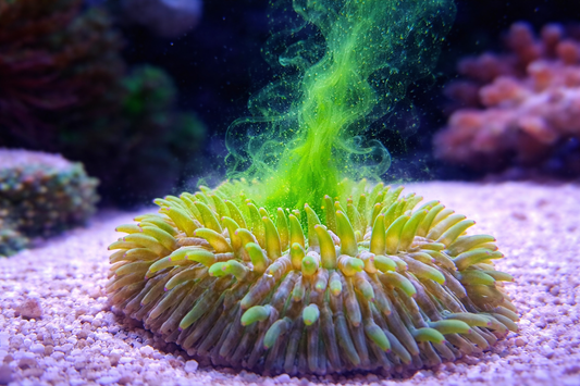 Synechococcus Premium Konzentrat – Die biologische Wunderwaffe (30ml)