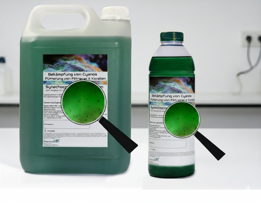 Synechococcus Zooplankton Mix – Die natürliche Wunderwaffe gegen Cyanobeläge