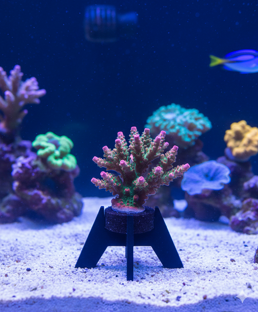 Plankton24 Stand Frag Racks inklusive Ablegerstein