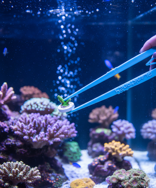 Plankton24 KorallenTweezer – Die Revolution beim Korallenkleben
