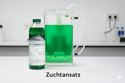 Synechococcus Zuchtansatz – Der perfekte Start in die eigene Plankton-Kultur