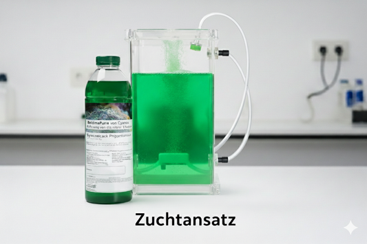 Synechococcus Zuchtansatz – Der perfekte Start in die eigene Plankton-Kultur