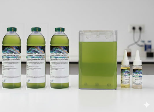 Nannochloropsis Salina Zuchtansatz – Ihr Start in die Phytoplankton-Zucht
