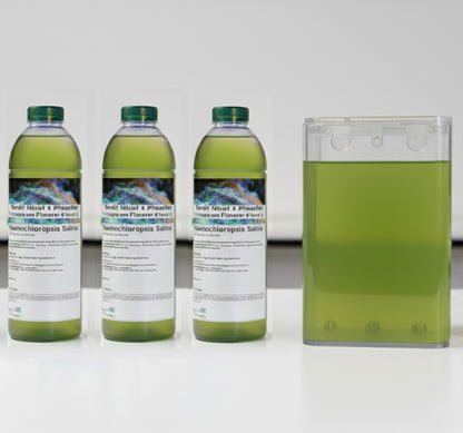 Nannochloropsis Salina Zuchtansatz – Ihr Start in die Phytoplankton-Zucht