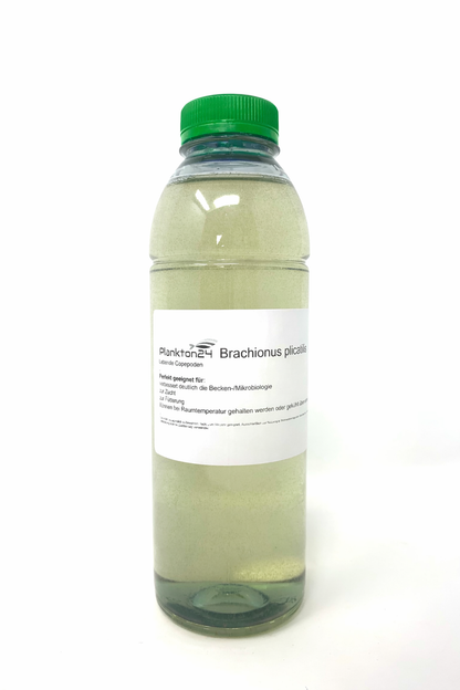 Brachionus - Marine Rädertierchen - Lebende Copepoden