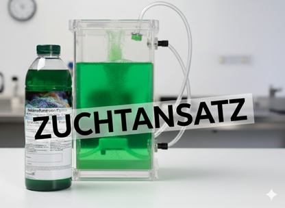 Synechococcus Zuchtansatz – Der perfekte Start in die eigene Plankton-Kultur